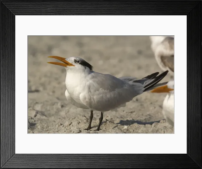 Framed Print : Royal tern, non-breeding plumage Framed Print : Royal tern, non-breeding plumage