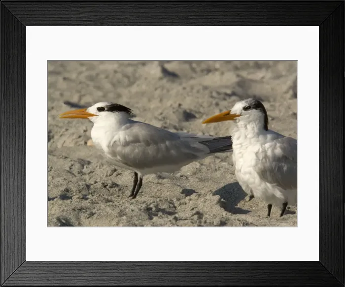 Framed Print : Royal tern, non-breeding plumage. Group on beach
