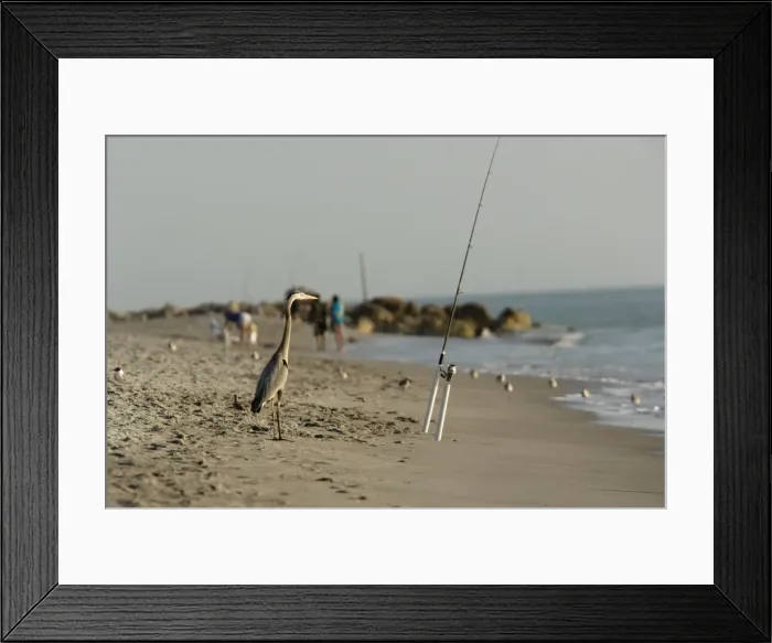 Framed Print : Great blue heron - being a fisherman!
