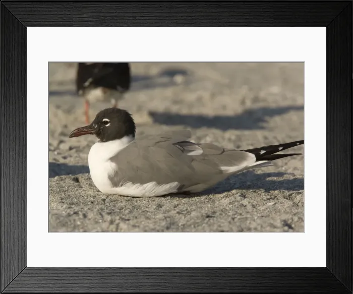 Framed Print : Laughing gull, in breeding plumage Framed Print : Laughing gull, in breeding plumage