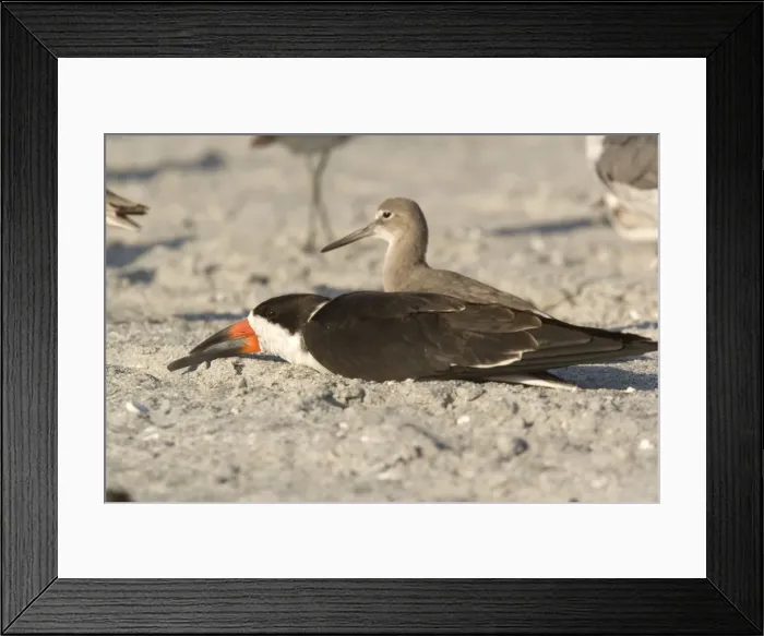 Framed Print : Black skimmer, resting during the day Framed Print : Black skimmer, resting during the day