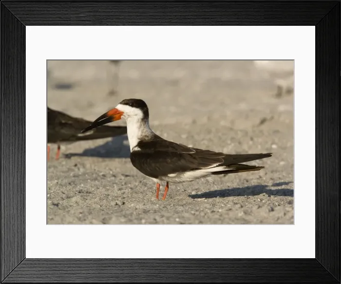 Framed Print : Black skimmer, resting during the day Framed Print : Black skimmer, resting during the day