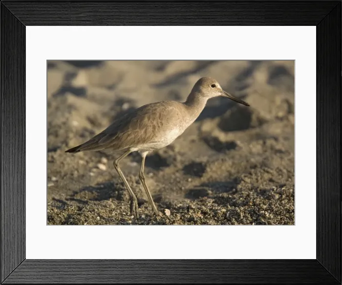 Framed Print : Willet. ROG-12150. Willet - on beach. Florida, USA Framed Print : Willet. ROG-12150. Willet - on beach. Florida, USA