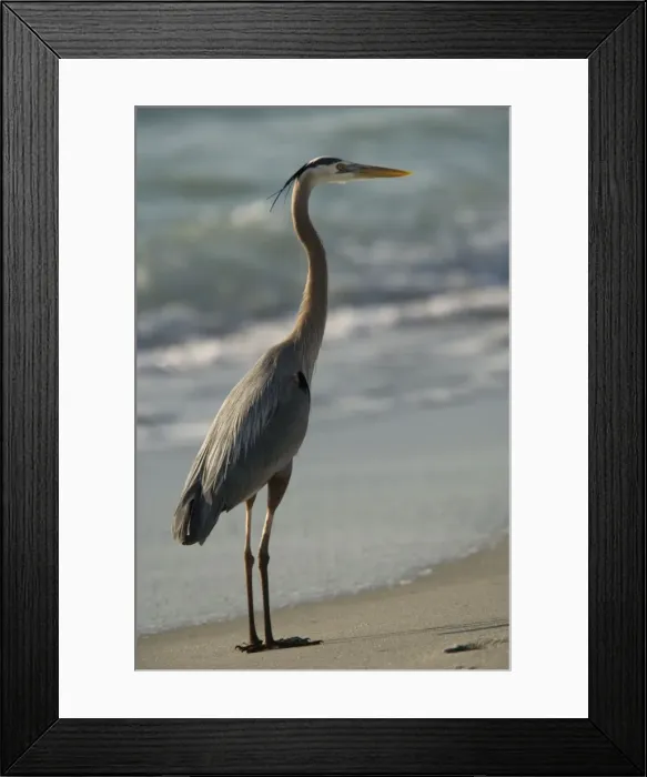 Framed Print : Great blue heron, feeding on beach Framed Print : Great blue heron, feeding on beach