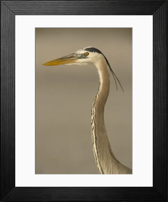 Framed Print : Great blue heron Framed Print : Great blue heron
