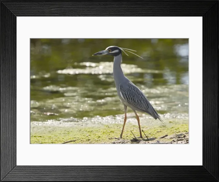 Framed Print : Yellow-crowned night heron. Mainly nocturnal Framed Print : Yellow-crowned night heron. Mainly nocturnal