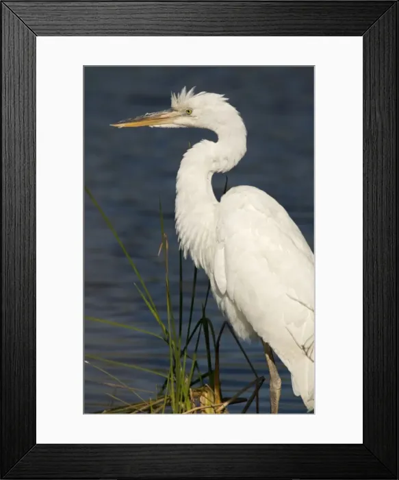 Framed Print : Great White Egret / Great White Heron. USA Framed Print : Great White Egret / Great White Heron. USA