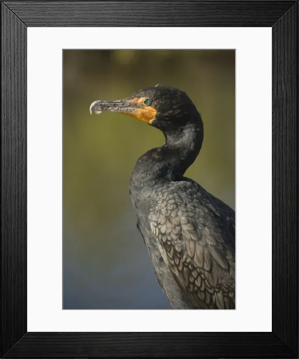 Framed Print : Double-breasted / Double-crested Cormorant. USA Framed Print : Double-breasted / Double-crested Cormorant. USA