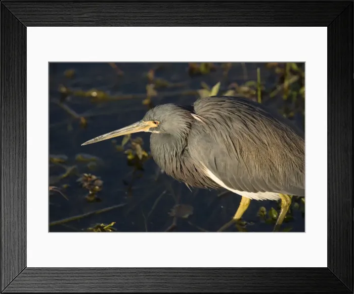 Framed Print : Tricoloured Heron - In water. USA Framed Print : Tricoloured Heron - In water. USA
