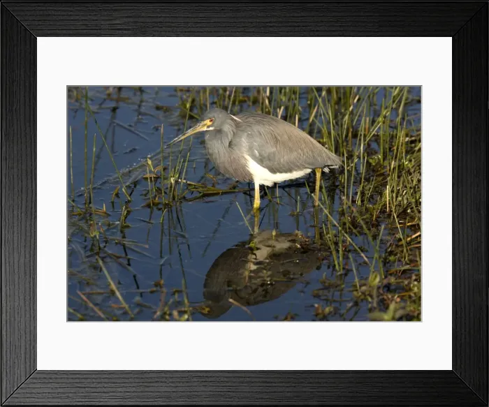Framed Print : Tricoloured Heron - In water. USA Framed Print : Tricoloured Heron - In water. USA