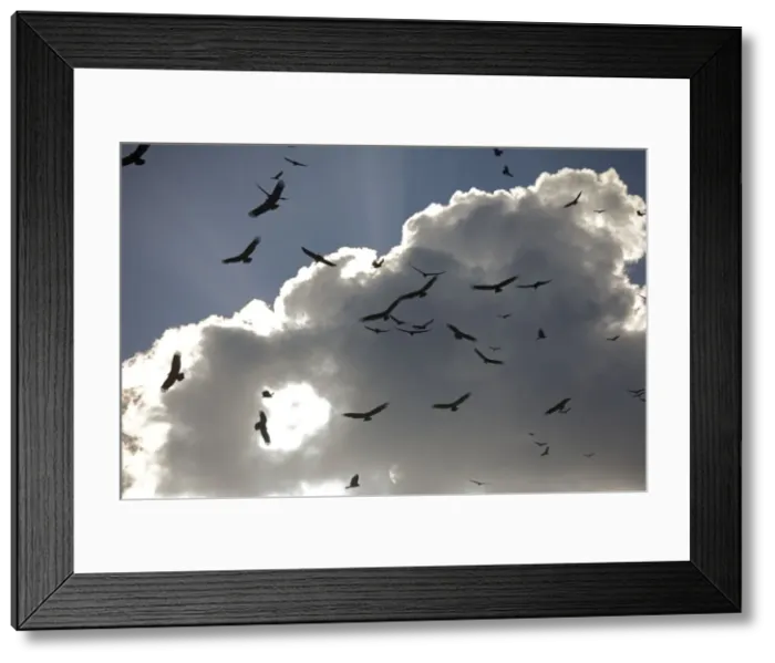 Framed Print : Black Vultures in huge flock, circling in the sky over the Everglades USA Framed Print : Black Vultures in huge flock, circling in the sky over the Everglades USA