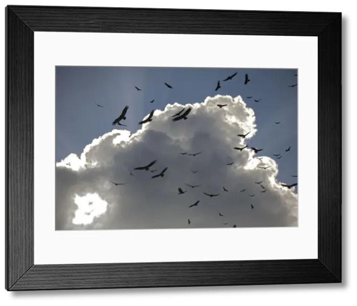 Framed Print : Black Vultures in huge flock, circling in the sky over the Everglades USA Framed Print : Black Vultures in huge flock, circling in the sky over the Everglades USA