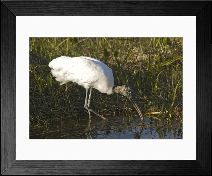 Framed Print : Wood Stork. In water, USA Framed Print : Wood Stork. In water, USA