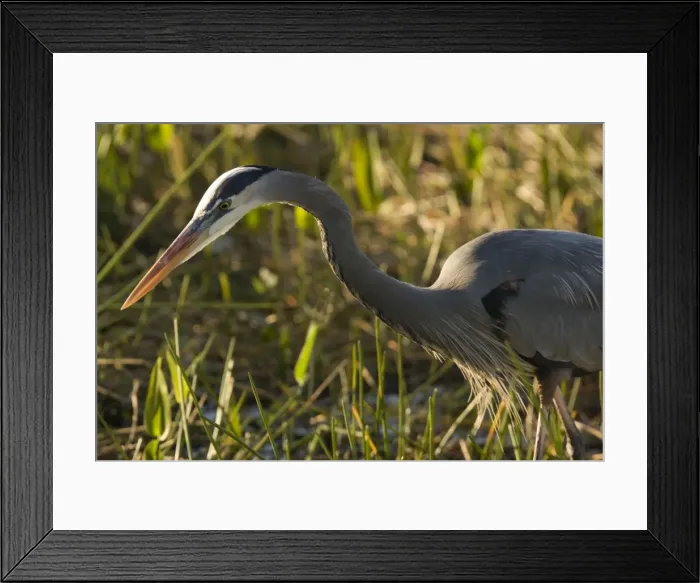 Framed Print : Great Blue Heron Framed Print : Great Blue Heron
