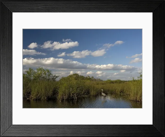 Framed Print : Great Blue Heron, in Everglades pond. Anhinga trail, Everglades National Park. USA