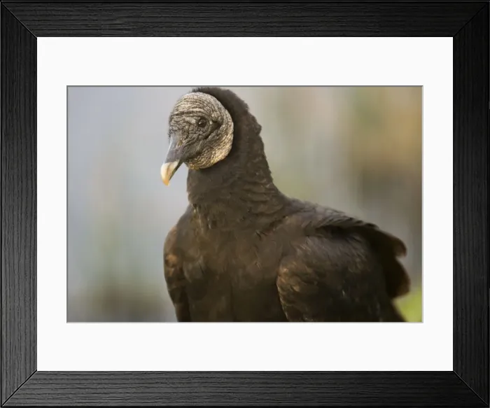 Framed Print : Black Vulture. USA Framed Print : Black Vulture. USA