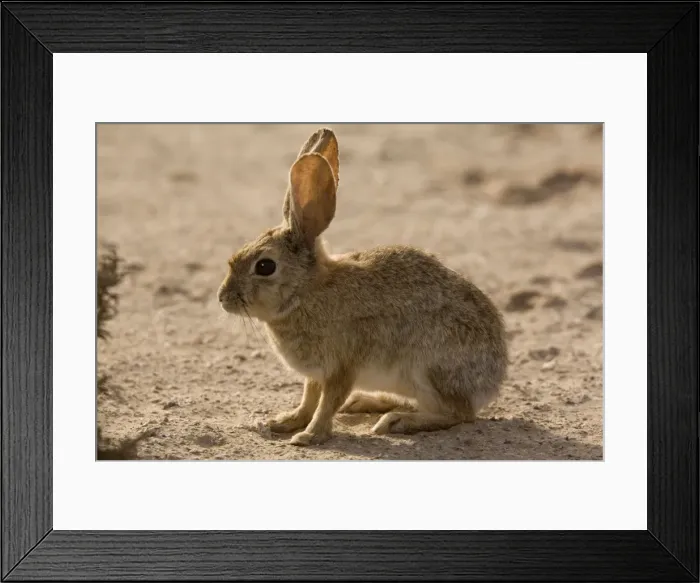 Framed Print : Brush rabbit, in dunes area on West coast of Baja California. Mexico Framed Print : Brush rabbit, in dunes area on West coast of Baja California. Mexico