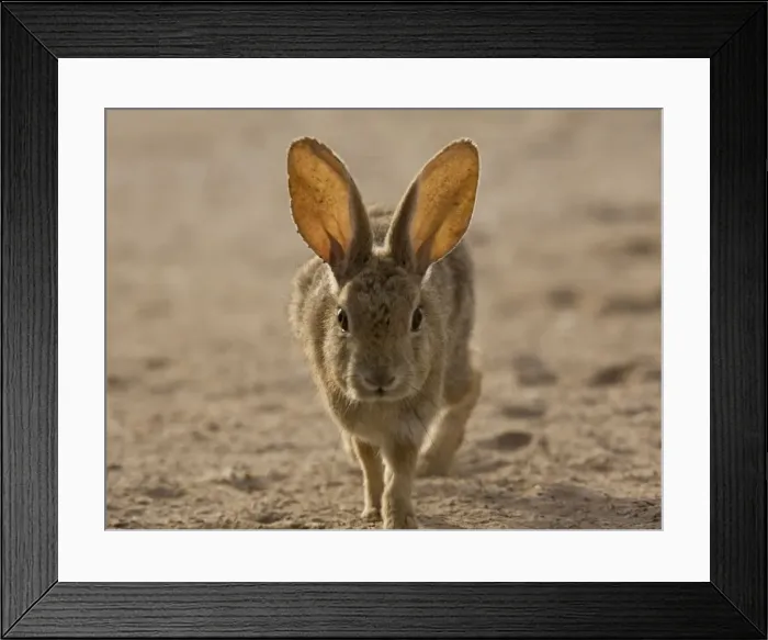 Framed Print : Brush rabbit, in dunes area on West coast of Baja California. Mexico Framed Print : Brush rabbit, in dunes area on West coast of Baja California. Mexico