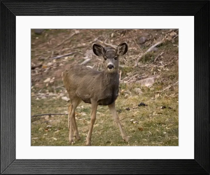 Framed Print : Mule deer. ROG-12216. Mule deer. Odocoileus hemionus
