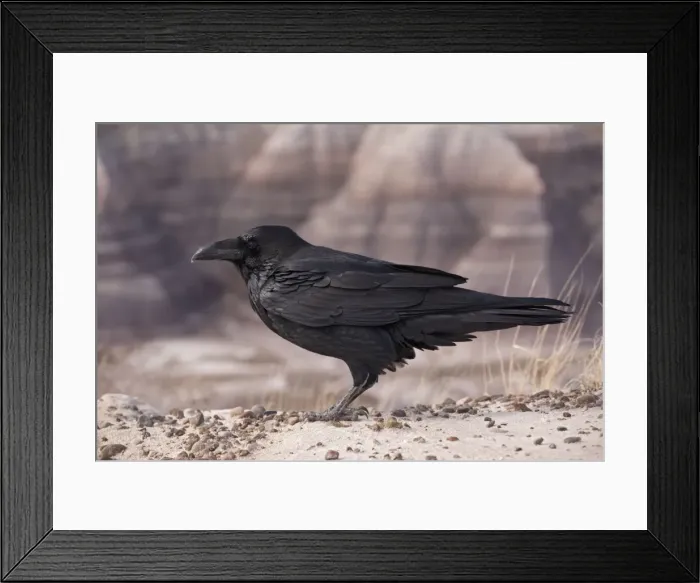 Framed Print : Raven. ROG-12234. Raven. Utah. USA. Corvus corax Framed Print : Raven. ROG-12234. Raven. Utah. USA. Corvus corax