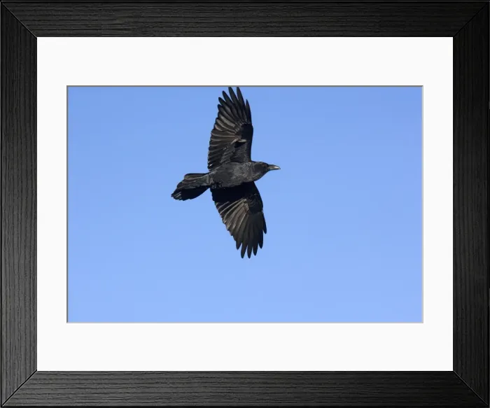 Framed Print : Raven in flight Framed Print : Raven in flight