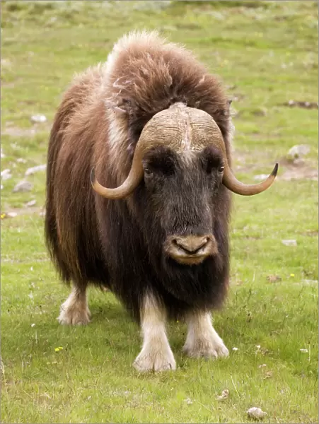 Musk-ox (Ovibos moschatus) in Norway. Only wild mainland herd in Europe