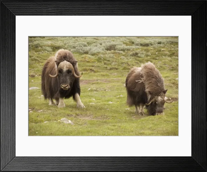 Framed Print : Musk-ox (Ovibos moschatus) in Norway. Only wild mainland herd in Europe Framed Print : Musk-ox (Ovibos moschatus) in Norway. Only wild mainland herd in Europe