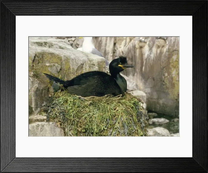 Framed Print : Shag - on nest Straple Island, Farne Islands Framed Print : Shag - on nest Straple Island, Farne Islands