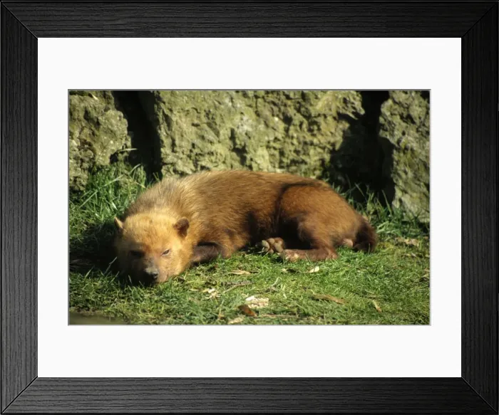 Framed Print : Bush Dog - asleep Also known as: Vinegar Dog, Savannah Dog, Zorrito Vinagre and Cachorro-do-mata. South America Framed Print : Bush Dog - asleep Also known as: Vinegar Dog, Savannah Dog, Zorrito Vinagre and Cachorro-do-mata. South America