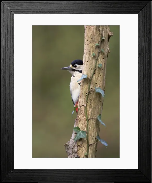 Framed Print : Great Spotted Woodpecker Peering from behind ivy covered branch Cleveland, England, UK Framed Print : Great Spotted Woodpecker Peering from behind ivy covered branch Cleveland, England, UK