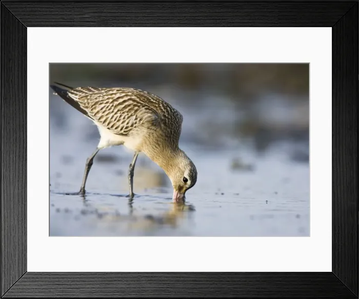 Framed Print : Bar-Tailed Godwit. Probing for food in winter. South Gare, Cleveland, England, UK