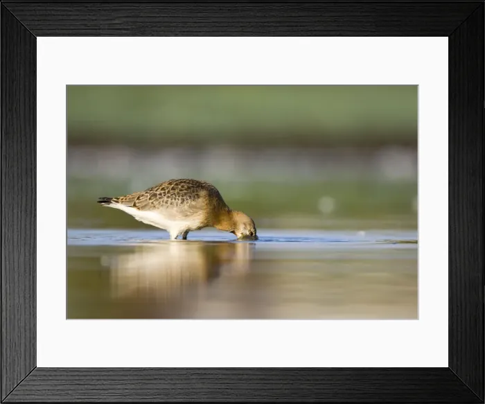 Framed Print : Black-Tailed Godwit Water-level view of bird feeding, On passage in shallow freshwater pool. Late summer plumage. Cleveland. UK Framed Print : Black-Tailed Godwit Water-level view of bird feeding, On passage in shallow freshwater pool. Late summer plumage. Cleveland. UK