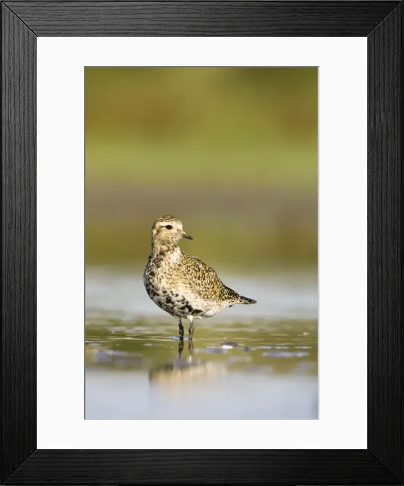 Framed Print : Golden plover Autumn plumage, September. Cleveland. UK Framed Print : Golden plover Autumn plumage, September. Cleveland. UK