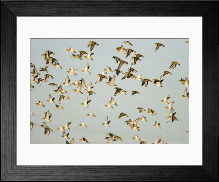Framed Print : European Golden Plovers. Flock in flight in winter. Cleveland. UK Framed Print : European Golden Plovers. Flock in flight in winter. Cleveland. UK