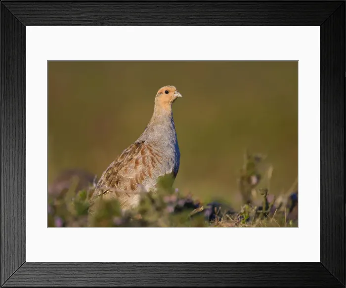 Framed Print : Grey Partridge On heather moor. Swaledale. Yorkshire Dales National Park. UK Framed Print : Grey Partridge On heather moor. Swaledale. Yorkshire Dales National Park. UK