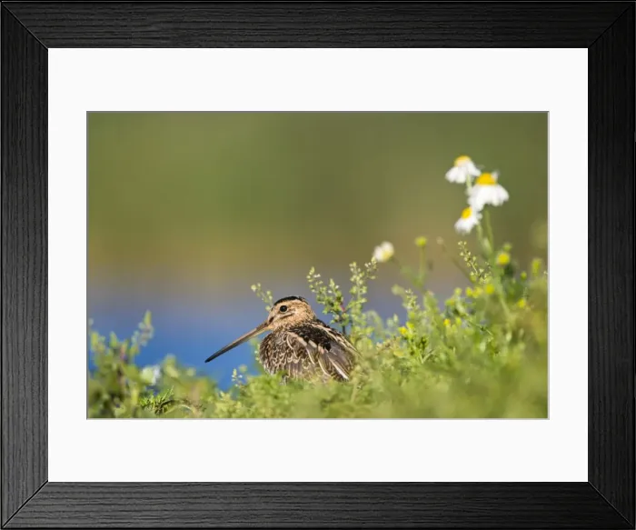 Framed Print : Common Snipe Water-level perspective of the bird roosting low in vegetation on a small island in a freshwater pond. Cleveland. UK Framed Print : Common Snipe Water-level perspective of the bird roosting low in vegetation on a small island in a freshwater pond. Cleveland. UK