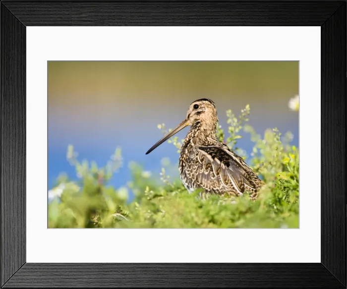 Framed Print : Common Snipe Water-level perspective of the bird roosting on a small island in a freshwater pond. Cleveland. UK Framed Print : Common Snipe Water-level perspective of the bird roosting on a small island in a freshwater pond. Cleveland. UK
