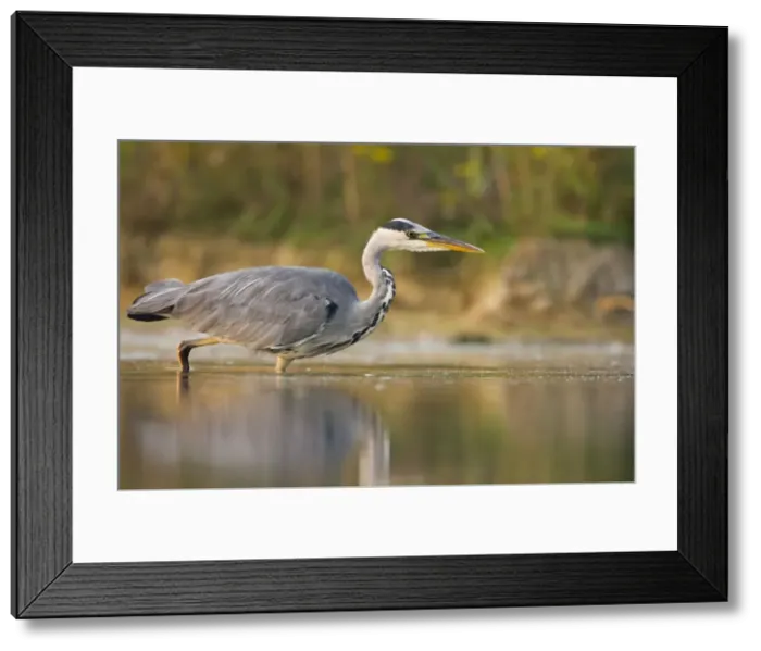 Framed Print : Grey Heron Waterlevel perspective of bird stalking fish in shallow water. Cleveland. UK Framed Print : Grey Heron Waterlevel perspective of bird stalking fish in shallow water. Cleveland. UK
