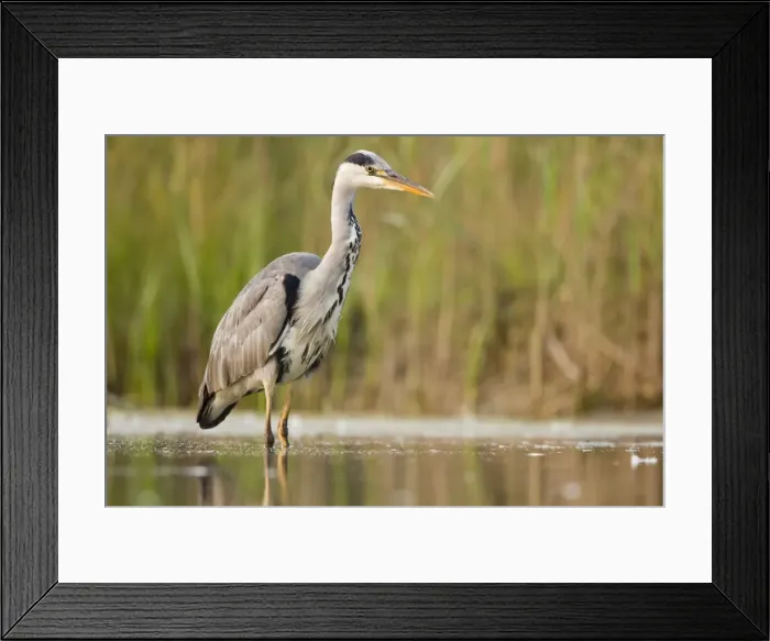 Framed Print : Grey Heron Waiting in shallow water for passing fish Cleveland. UK Framed Print : Grey Heron Waiting in shallow water for passing fish Cleveland. UK