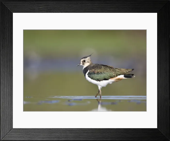 Framed Print : Northern Lapwing Framed Print : Northern Lapwing