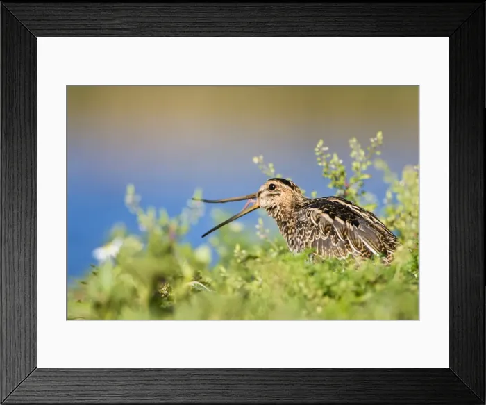 Framed Print : Common Snipe Opening and showing flexibility of bill. Cleveland. UK Framed Print : Common Snipe Opening and showing flexibility of bill. Cleveland. UK