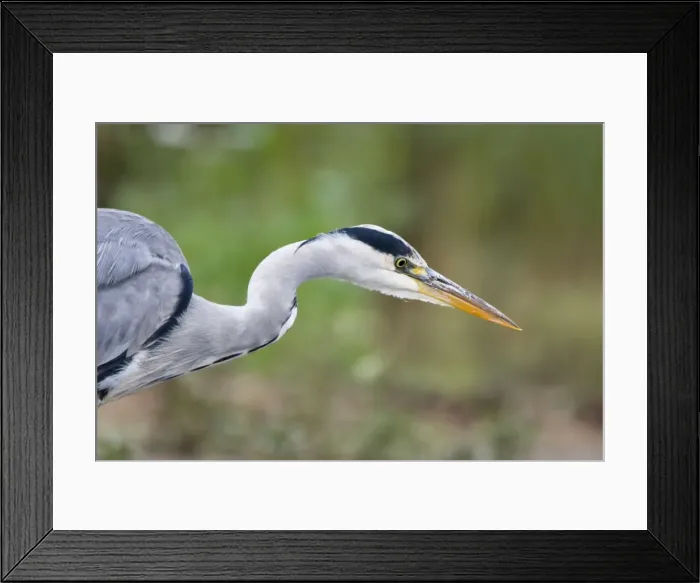 Framed Print : Grey Heron Close up of bird stalking fish in shallow water. Cleveland. UK Framed Print : Grey Heron Close up of bird stalking fish in shallow water. Cleveland. UK