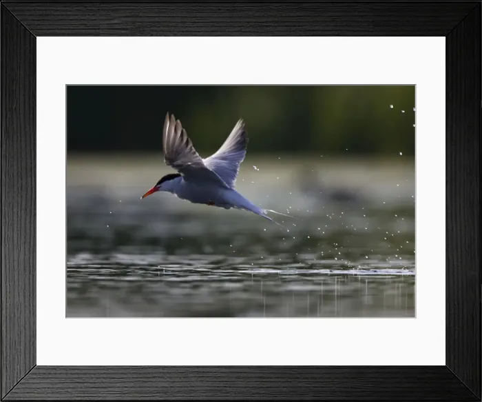 Framed Print : Common Tern Framed Print : Common Tern