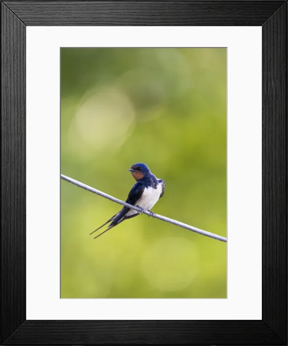 Framed Print : Barn Swallow On wire Cleveland, England, UK Framed Print : Barn Swallow On wire Cleveland, England, UK