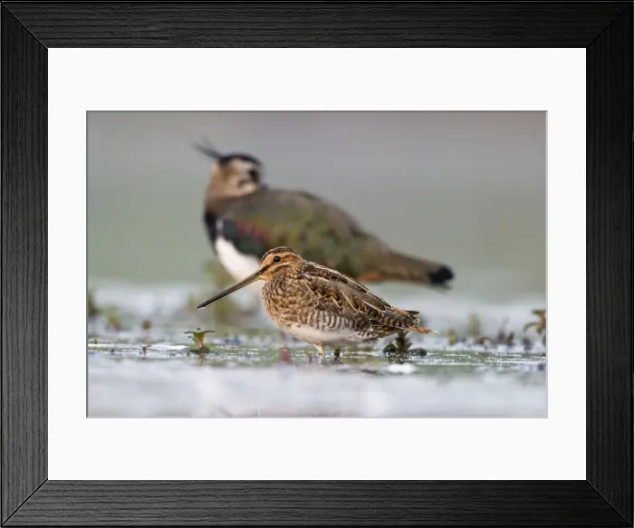 Framed Print : Common Snipe Water-level perspective of the bird roosting in the shallows of a freshwater pond. Cleveland. UK Framed Print : Common Snipe Water-level perspective of the bird roosting in the shallows of a freshwater pond. Cleveland. UK