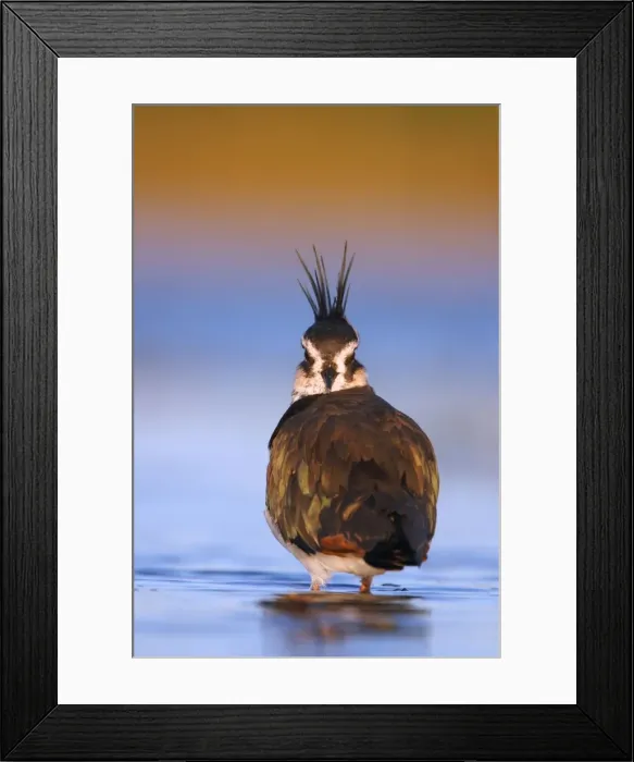 Framed Print : Northern Lapwing Waterlevel perspective, showing sucken eye-sockets for peripheral vision. Cleveland, UK Framed Print : Northern Lapwing Waterlevel perspective, showing sucken eye-sockets for peripheral vision. Cleveland, UK