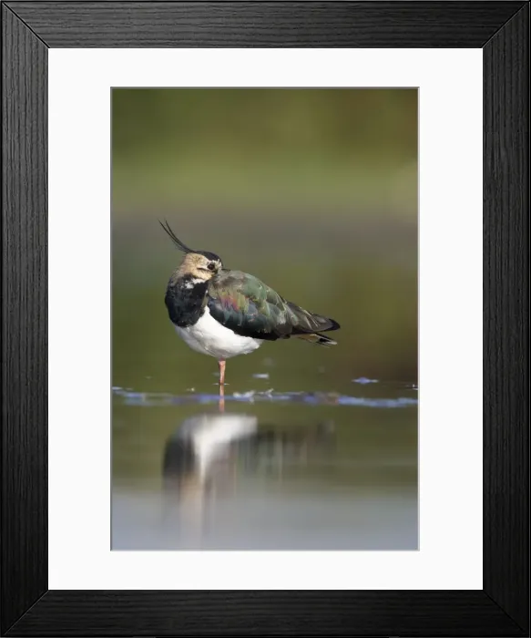 Framed Print : Northern Lapwing Framed Print : Northern Lapwing
