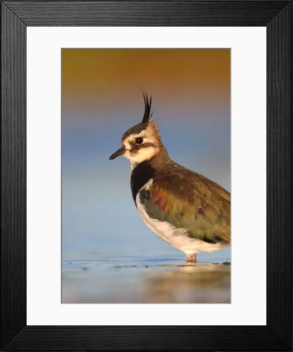 Framed Print : Northern Lapwing Framed Print : Northern Lapwing