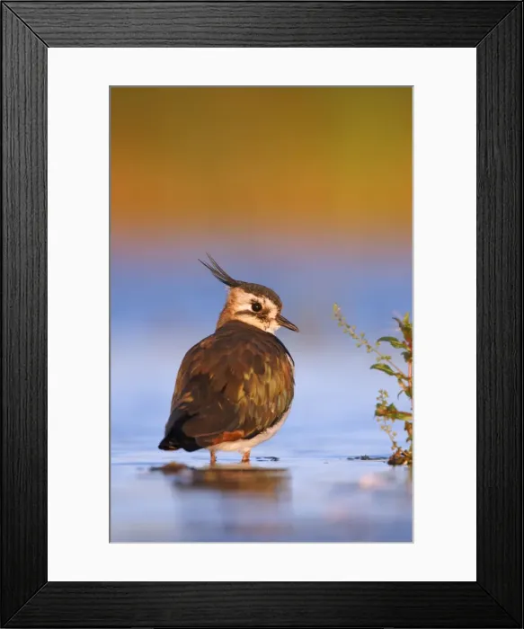Framed Print : Northern Lapwing Waterlevel perspective of bird standing in shallow water. Cleveland, UK Framed Print : Northern Lapwing Waterlevel perspective of bird standing in shallow water. Cleveland, UK