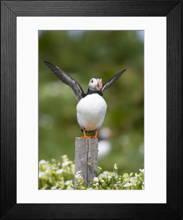 Framed Print : Atlantic Puffin Wing flapping Inner Farne Island, Northumberland. England. UK Framed Print : Atlantic Puffin Wing flapping Inner Farne Island, Northumberland. England. UK